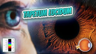 Tapetum lucidum Your EYEBALLS 👁️👁️💉😳💊🔊💯✅ [upl. by Aloise713]