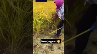 dhaan 🌾farming vegestables satisfying gardening youtubeshorts 🌾🌾😱 [upl. by Siuol519]