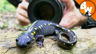 Salamander Smiles for Camera [upl. by Noryahs]