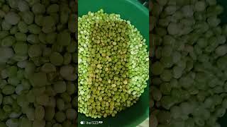 Fresh pigeon peas MercyNguku The World Traveller 🌎🌎 [upl. by Netsrak286]