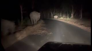 Elephant Sulthan bathery to pulpally forest [upl. by Batty]