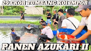 29 ekor tumbang koi import dalam program azukari part II‼️panen Koi import‼️Hanura Koi Tulungagung [upl. by Ehrsam]