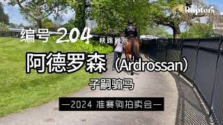 Lot204 Ardrossan AUS – Sunday Rose NZ Bay Gelding 2024 Karaka Ready to Run Sale [upl. by Adnirolc]