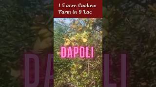 ID 17024 The 15 acre Cashew farm for sale in 9 lacs [upl. by Nisen]