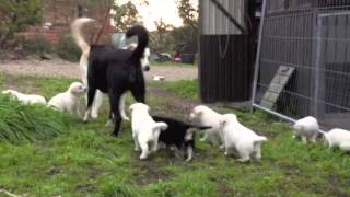 Blonde Border Collie Puppies [upl. by Bennion179]