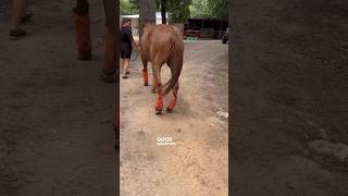 STRINGHALT SEVERE CASE UPDATE AFTER 2 PEMF SESSIONS equinebodywork pemf horsecare [upl. by Oca287]