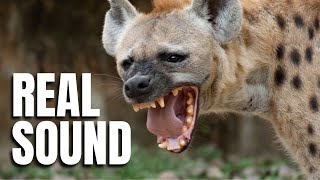 Hyena Sound Effect  Wild Animal Sounds [upl. by Serdna484]