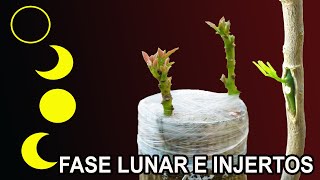 FASES LUNARES en la REALIZACIÓN de INJERTOS en frutales [upl. by Venetis]