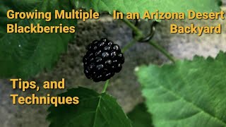 Thriving in the Desert Mastering Multiple Blackberry Varieties in Your Arizona Backyard [upl. by Caz622]