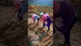 planting rice fields together shorts [upl. by Durer]