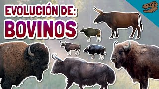 Evolución de los BOVINOS y especialmente BISONTES ft el origen de los félidos [upl. by Joye796]