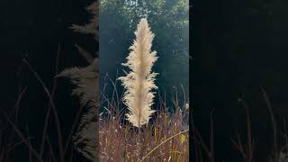 beautiful autumn plant on a sunny day plant flower tree leaf autumn relaxation [upl. by Aiam210]