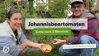 Update Johannisbeertomaten  Ernte nach Drei Monaten Ideal für Kinder und für Anfänger [upl. by Dorr796]