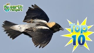 Top 10 Things You Didnt Know About Bobolinks [upl. by Enelyam889]