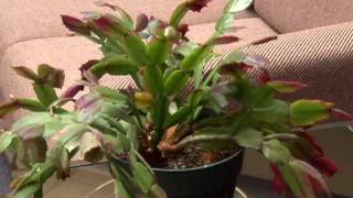 Watering Cactus and Succulent Plants [upl. by Afirahs]