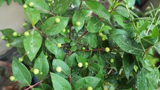 Mysterious Fragrant Biblical Myrtle Tree How To GrowCare Myrtus Communis Plantgardeningmyrtle [upl. by Noroj]