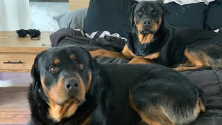 Life With Rottweilers 101 [upl. by Ecyt]