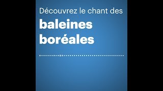 Découvrez le chant des baleines boréales [upl. by Chellman]