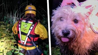 Dog Rescued from Island and Reunited with Grateful Owner [upl. by Etolas]