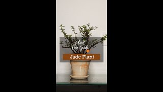 Plant Care Guide  Jade Plant [upl. by Geno372]