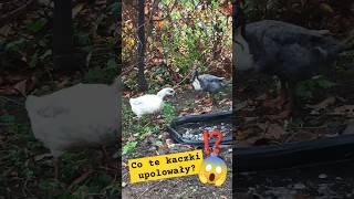 Co te kaczki upolowały 😱🦆🐸⁉️kaczki biegusy żaba [upl. by Janerich]