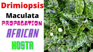 Drimiopsis Maculata  Propagation amp Repotting Of African Hosta [upl. by Slohcin556]