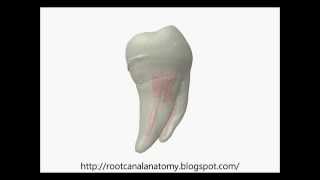 Mandibular First Molar Prof Marco Versiani [upl. by Esorbma]