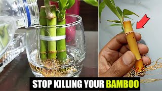 How to change water in bamboo plant [upl. by Farny349]