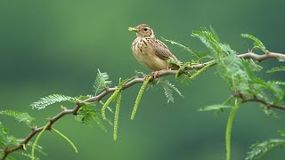 Jerdons Bushlark build a Nest [upl. by Noiwtna598]