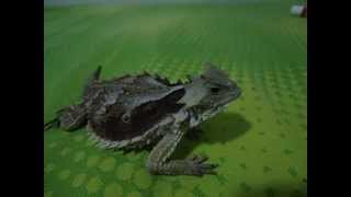 Como tener un lagarto cornudo de mascota like having a pet horned lizard Phrynosoma Orbiculare [upl. by Nytsua975]