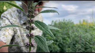 How to Grow and Harvest Motherwort with Michael Pilarski quotSkeeterquot [upl. by Cal]