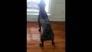 Cane Corso Barking [upl. by Waugh]