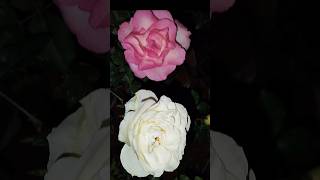 Rose flower night view my rose garden shortvideo [upl. by Kiele675]