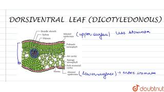 DORSIVENTRAL DICOTYLEDONOUS LEAF [upl. by Craig]