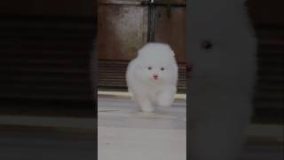 Tiny Toypom puppy  teacup Pomeranian  teacup pom toypom pomeranian shorts trending viralvideo [upl. by Lasonde]