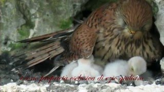 The Kestrel  Il Gheppio [upl. by Beatrice]