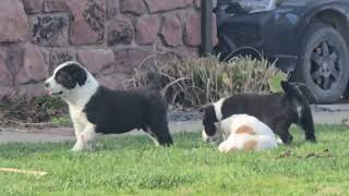 Central asian shepherd puppies litter U [upl. by Gwynne650]