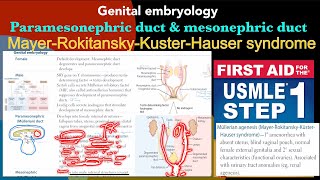 Genital embryology Male amp Female development ￼ Mullerian agenesis in HindiUrdu by USMLE step 1 [upl. by Fadas375]