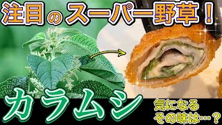 【ほうれん草の50倍】注目の野草「カラムシ」を食べてみる [upl. by Lancelle784]