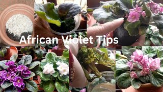 AFRICAN Violets Care In Winter  Best Soil Mix Fertilizer Light And Water Requirements [upl. by Malkin]