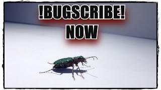 BUGSCRIBE NOW [upl. by Burck]