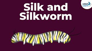 Silk and Silkworm  Fibre to Fabics  Dont Memorise [upl. by Babcock861]