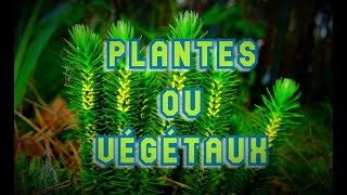 BOTANIQUE 1  PLANTES OU VÉGÉTAUX   une classification phylogénétique en biologie végétale [upl. by Noicpesnoc]