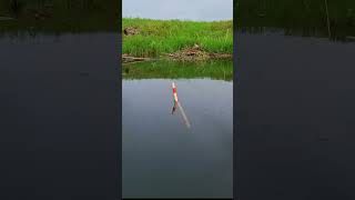 Unique Spear Fishing Skills fishing viralfishing hookfishing viralvideoシ trending shorts [upl. by Acinorav]