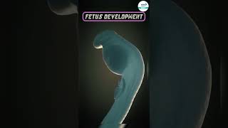 What is The Development of The Fetus  shorts biology neetpreparation fetusdevelopment neet [upl. by Corissa154]