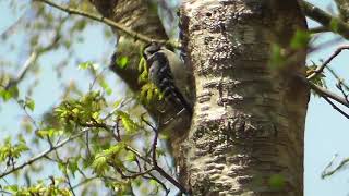 Lesser spotted Woodpecker Yarner 05 05 18 [upl. by Lekar]