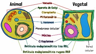 Célula Animal y Vegetal [upl. by Bik]