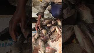 Live fish in the river trammel netshortsvideo youtubeshortsvideo live fish net🐟🐟🐟🐟🦈🐬🐋🐳 [upl. by Meekah]