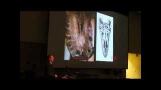 The Life and Times of Tyrannosaurus rex with Dr Thomas Holtz [upl. by Cordelie]