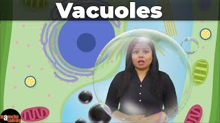 Vacuoles [upl. by Yerrok879]